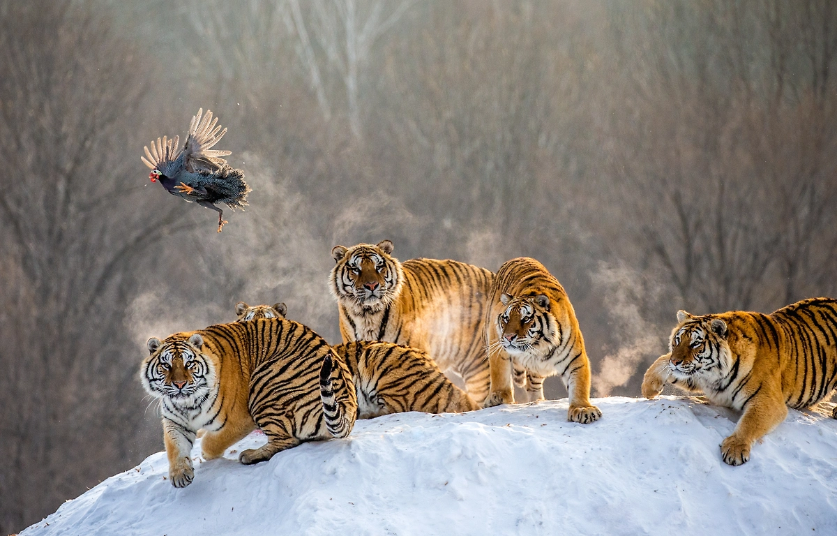 Сколько амурских тигров осталось в России в 2026 году. Фото © Shutterstock / FOTODOM / GUDKOV ANDREY