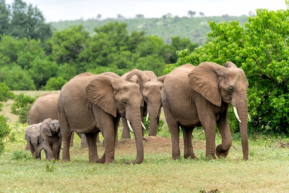 Обложка © Shutterstock / FOTODOM / Henk Bogaard