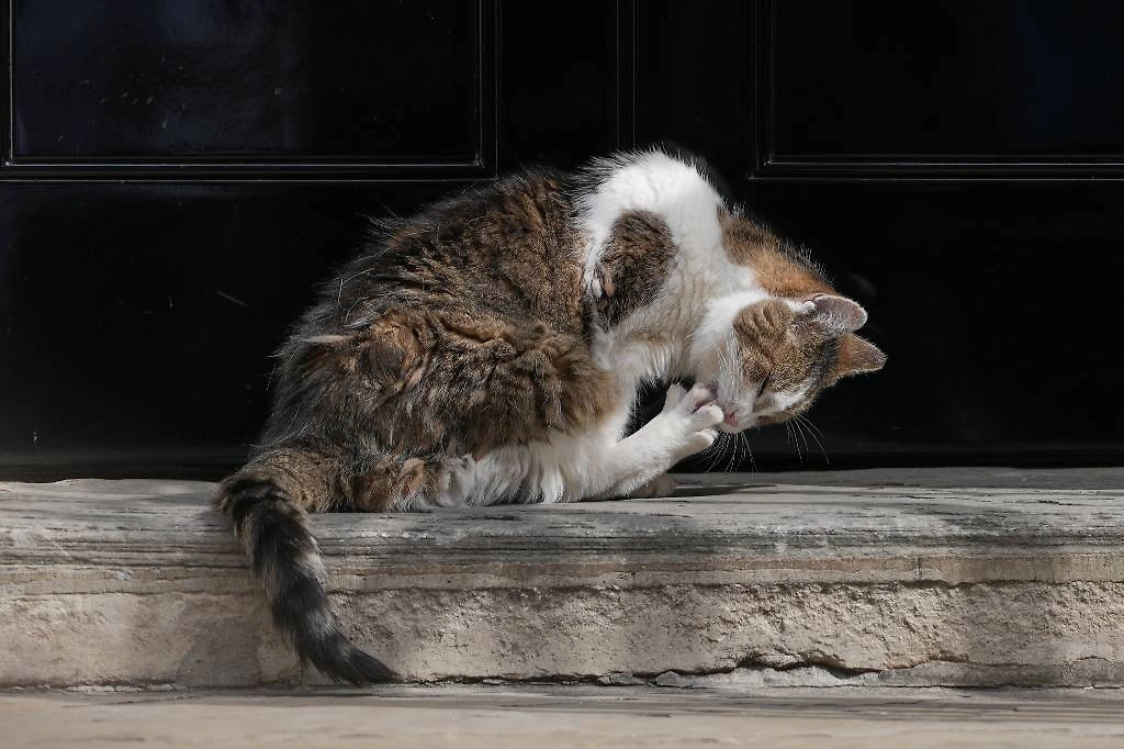 Кот Ларри. Обложка © ТАСС / AP / Kirsty Wigglesworth