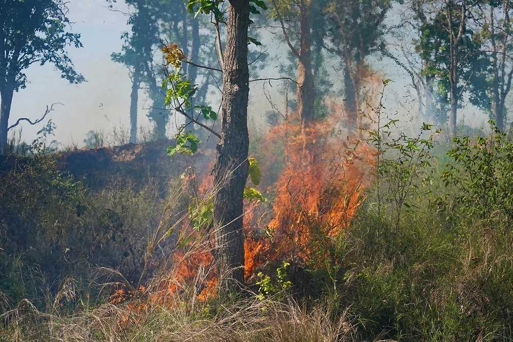 Обложка © Shutterstock / FOTODOM / Sanit Fuangnakhon