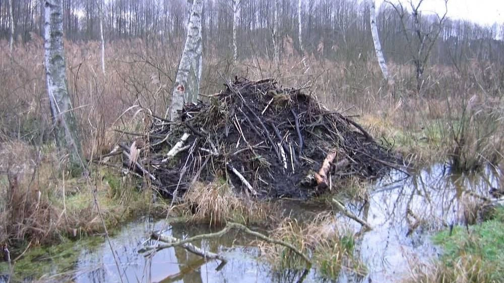 В Польше бобр повадился воровать нижнее бельё с верёвки. Фото © Facebook (признан экстремистской организацией и запрещён на территории Российской Федерации) / STAWY RYBNE - BUDOWA/ ZARYBIANIE/ PIELĘGNACJA