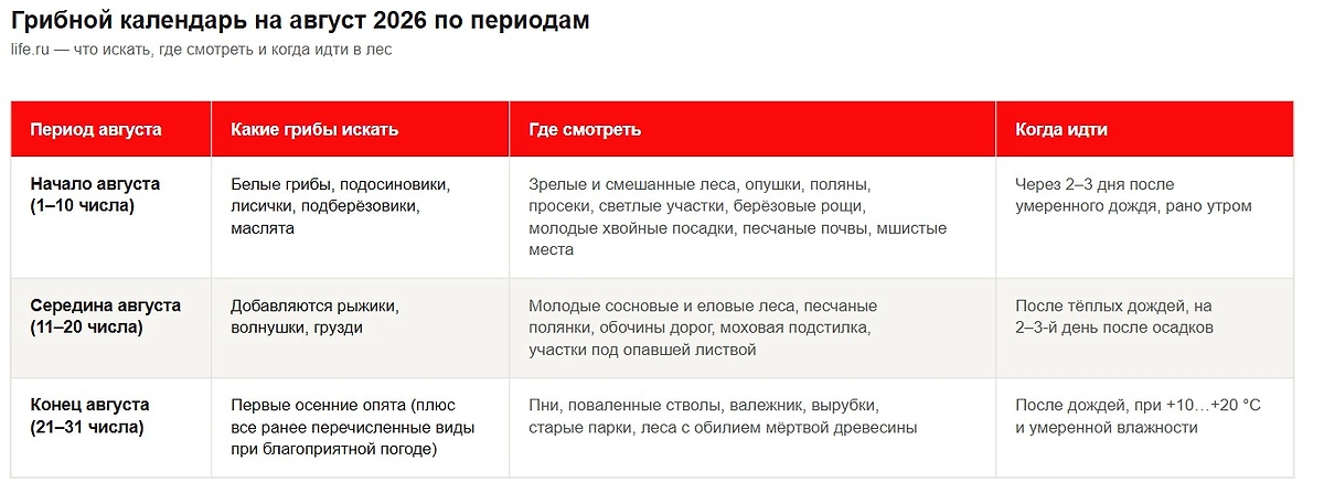 Таблица сбора грибов в августе 2026 по периодам. Инфографика Life.ru