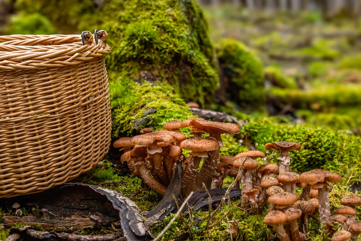 Опята в лесу в августе. Фото © Shutterstock / FOTODOM / DinkeyDoodle
