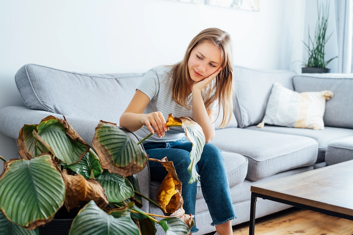 Почему домашние цветы вянут без видимой причины. Фото © Shutterstock / FOTODOM / Okrasiuk