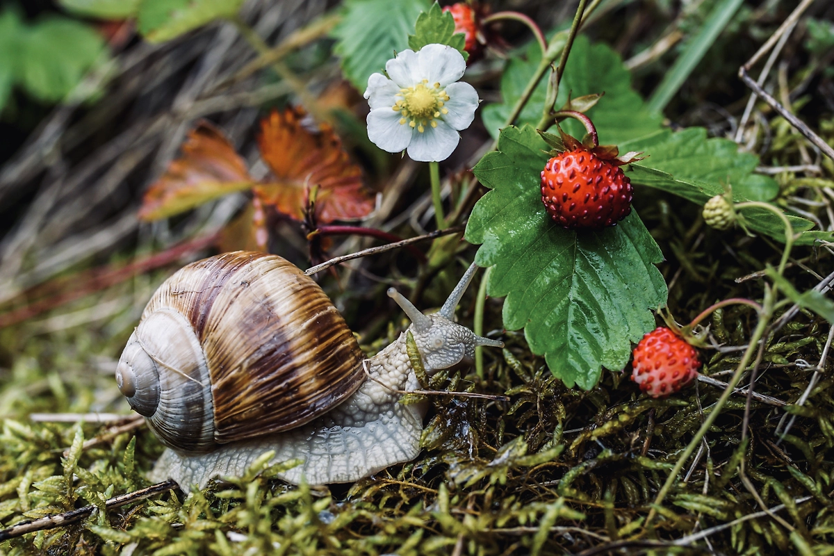 Обложка © Pixabay / suju_foto