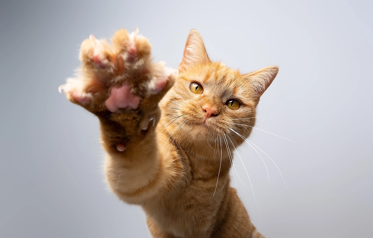Обложка © Shutterstock / FOTODOM / Catographer