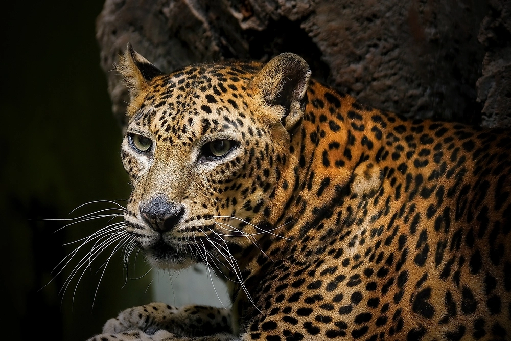 Обложка © Shutterstock / FOTODOM / Riadi Pracipta66