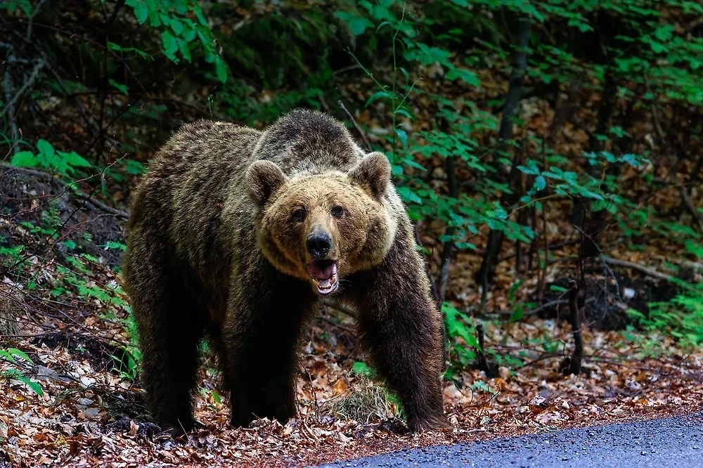 Обложка © Shutterstock / FOTODOM / gigello