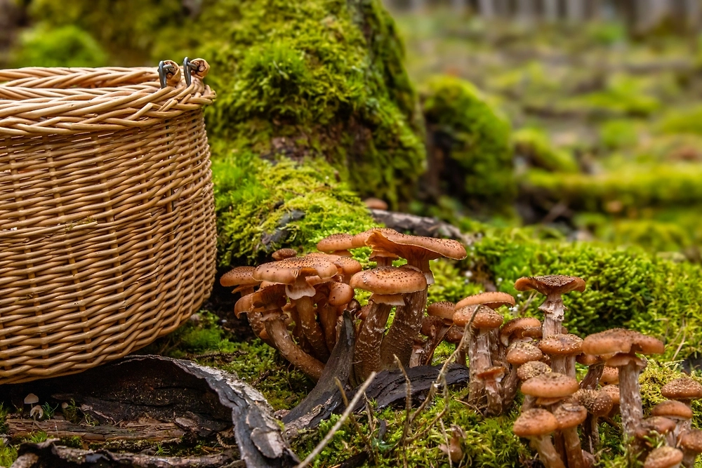 Обложка © Shutterstock / FOTODOM /DinkeyDoodle