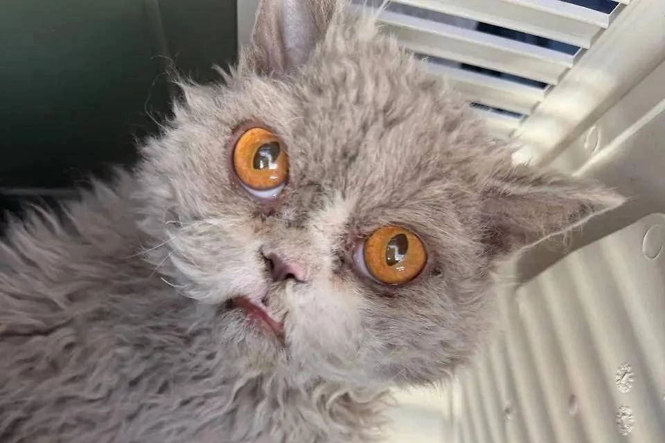 Обложка © Telegram / Спасатели СпасРезерв