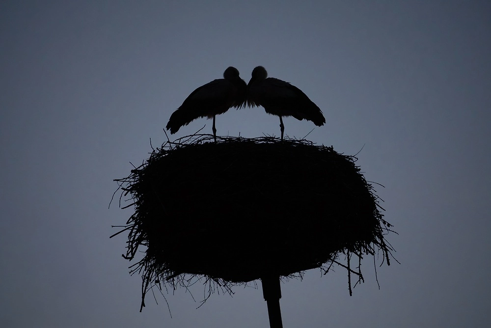 Почему животные принимают затмение за ночь. Фото © Shuterstock / FOTODOM / lumofoto