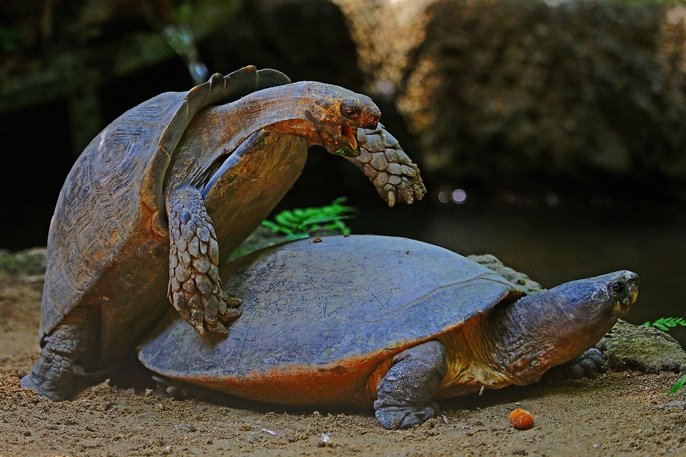 Фото © Shuterstock / FOTODOM / I Wayan Sumatika