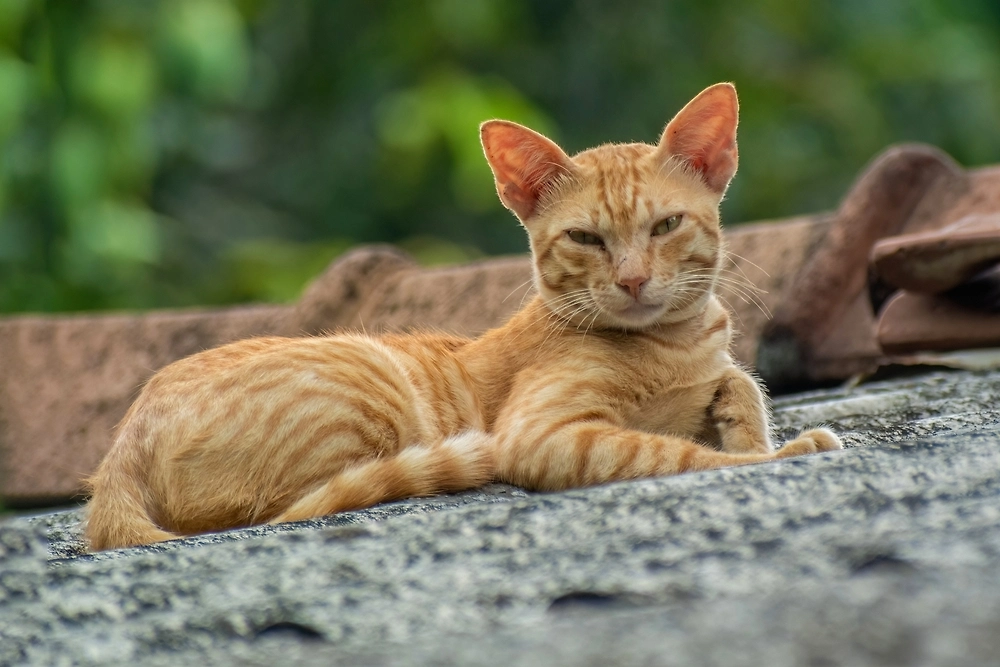 Цейлонская кошка. Обложка © Shutterstock / FOTODOM / Color Collector