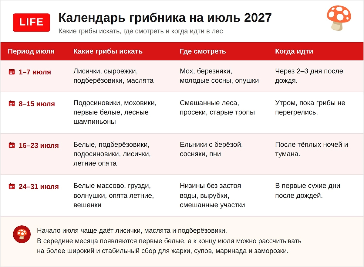 Календарь грибника на июль 2027: полный гид по тихой охоте во второй месяц лета 2027 года. Фото © ChatGPT / Софья Кузнецова