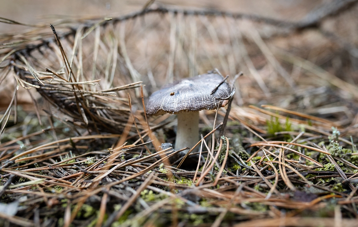Рядовка серая (лат. Tricholoma portentosum) — фото, описание. Фото © Shutterstock / FOTODOM / Jus_Ol