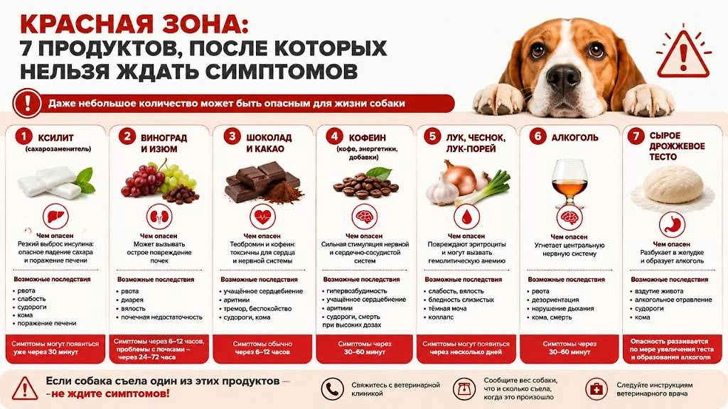 Даже небольшое количество некоторых продуктов может быть опасно для собаки. Если питомец съел ксилит, виноград или изюм, шоколад, кофеин, лук, алкоголь или сырое дрожжевое тесто, не ждите симптомов — сразу свяжитесь с ветеринарной клиникой. Инфографика © Life.ru 