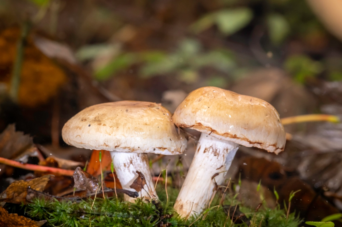 Колпак кольчатый или паутинник сморщенный (лат. Cortinarius caperatus) — фото, описание. Фото © Shutterstock / FOTODOM / George Philip