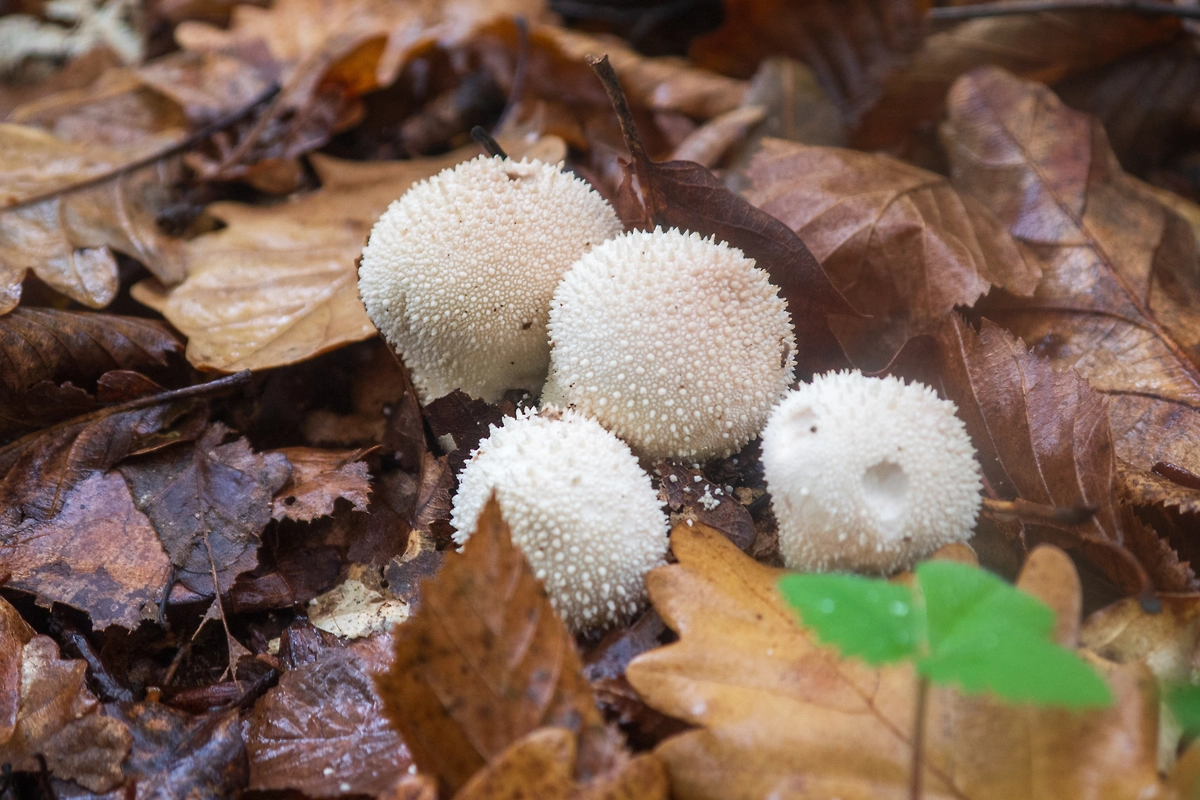 Молодой дождевик (лат. Lycoperdon) — фото, описание. Фото © Shutterstock / FOTODOM / Pushy zver
