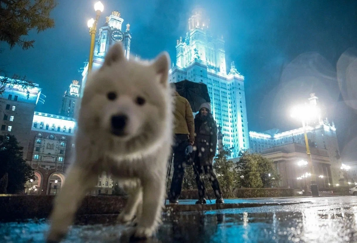 Настойчивое лизание, которое трудно остановить, иногда сопровождает стресс, тревогу или дискомфорт у собаки. Фото © Life.ru 