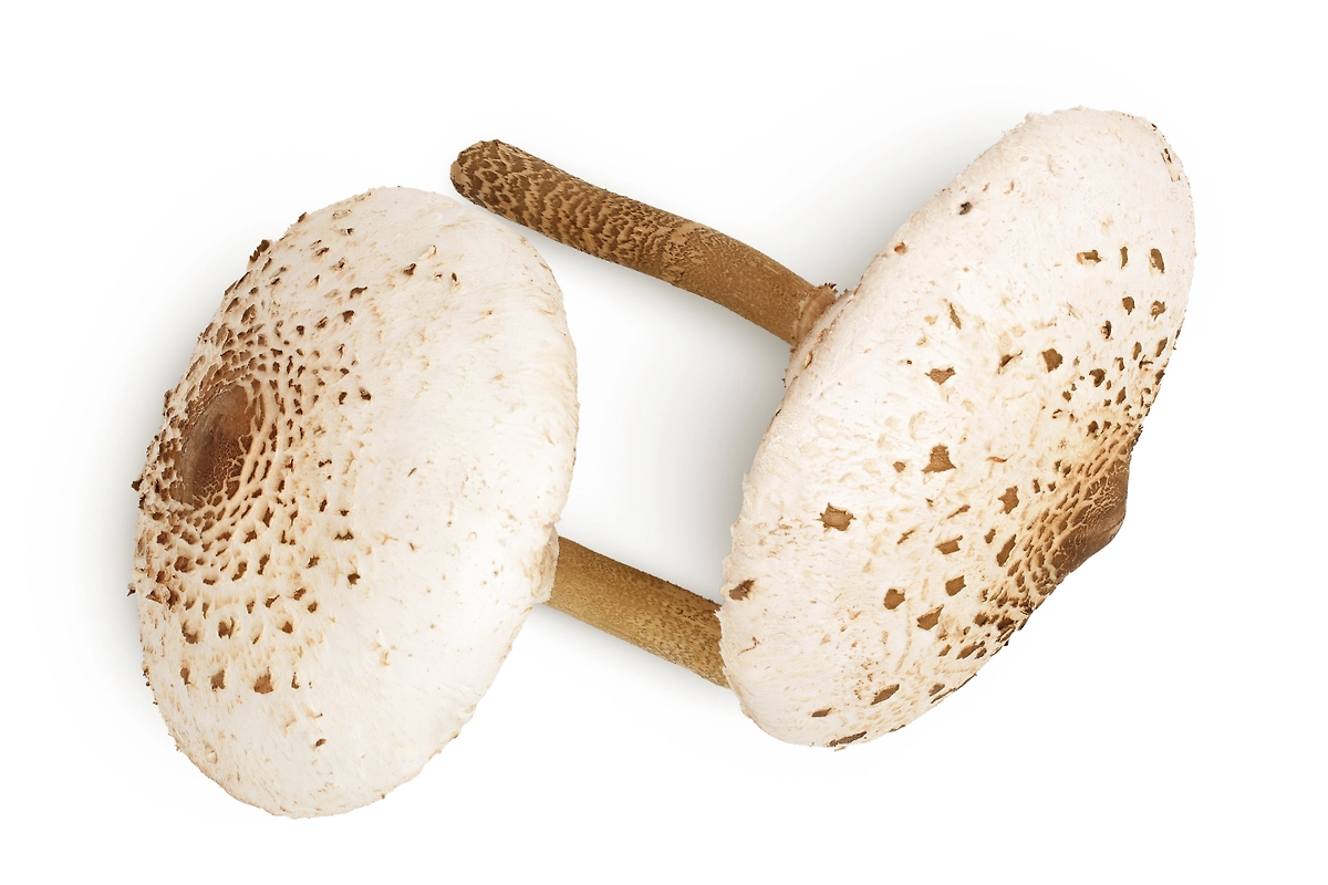 Гриб-зонтик пёстрый с раскрытой шляпкой (лат. Macrolepiota procera) — фото, описание. Фото © Shutterstock / FOTODOM / Nataly Studio