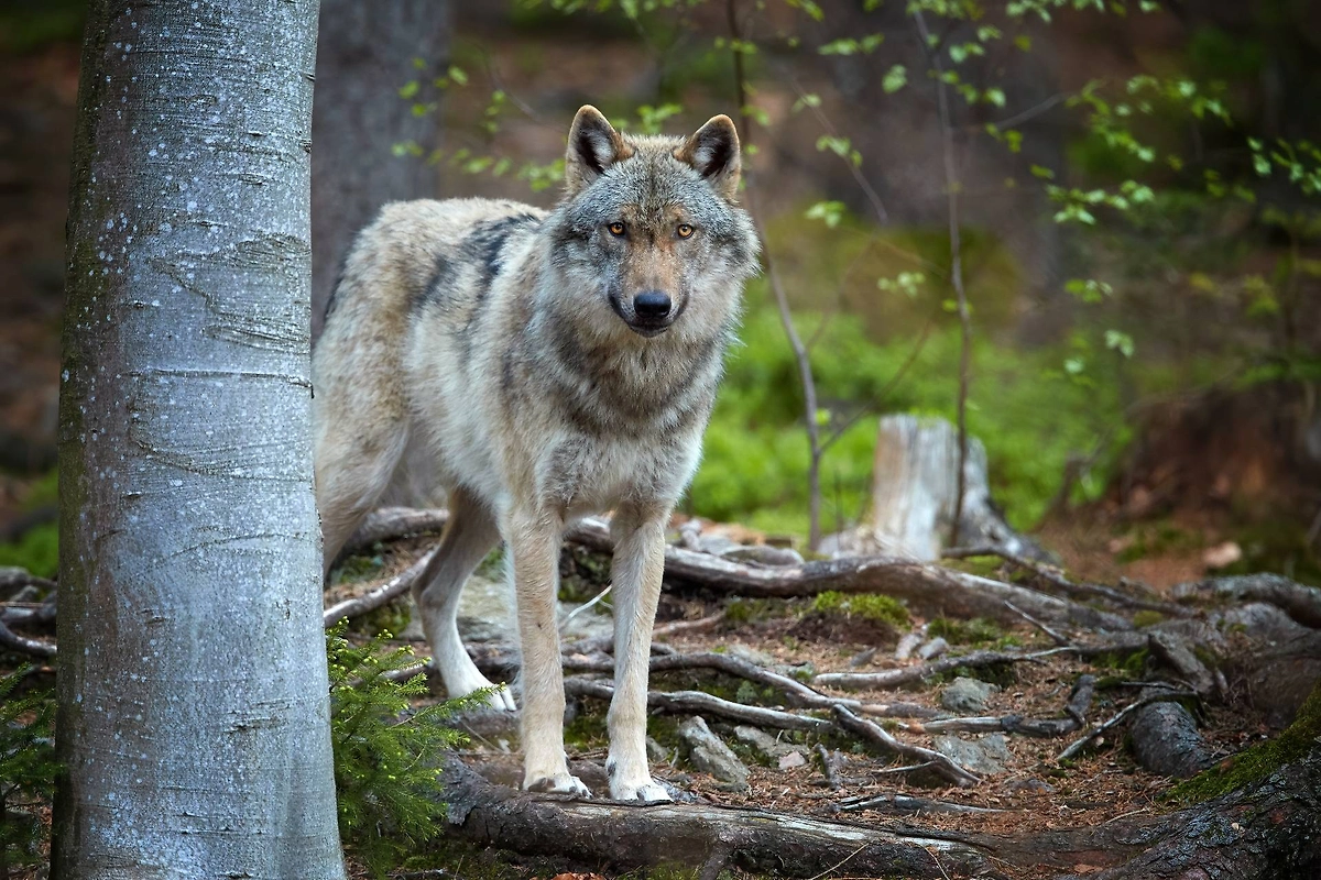 Как и когда человек одомашнил собаку? Фото © Shutterstock / FOTODOM / Martin Mecnarowski