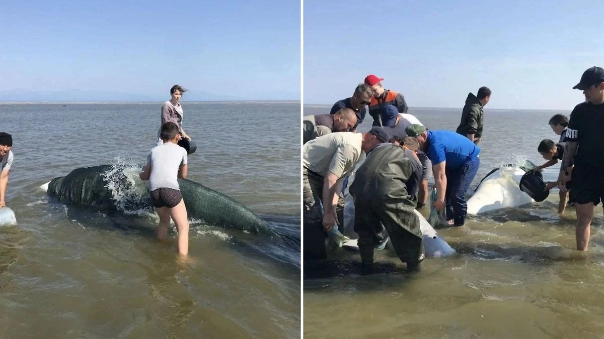 В Хабаровском крае спасли двух белух и трёх детёнышей, застрявших на мели. Фото © Telegram / ДЕМЕШИН