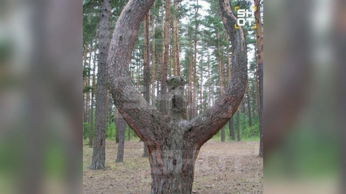 Грибники нашли «кричащее» дерево у озера под Петербургом. Фото © Telegram / SHOT