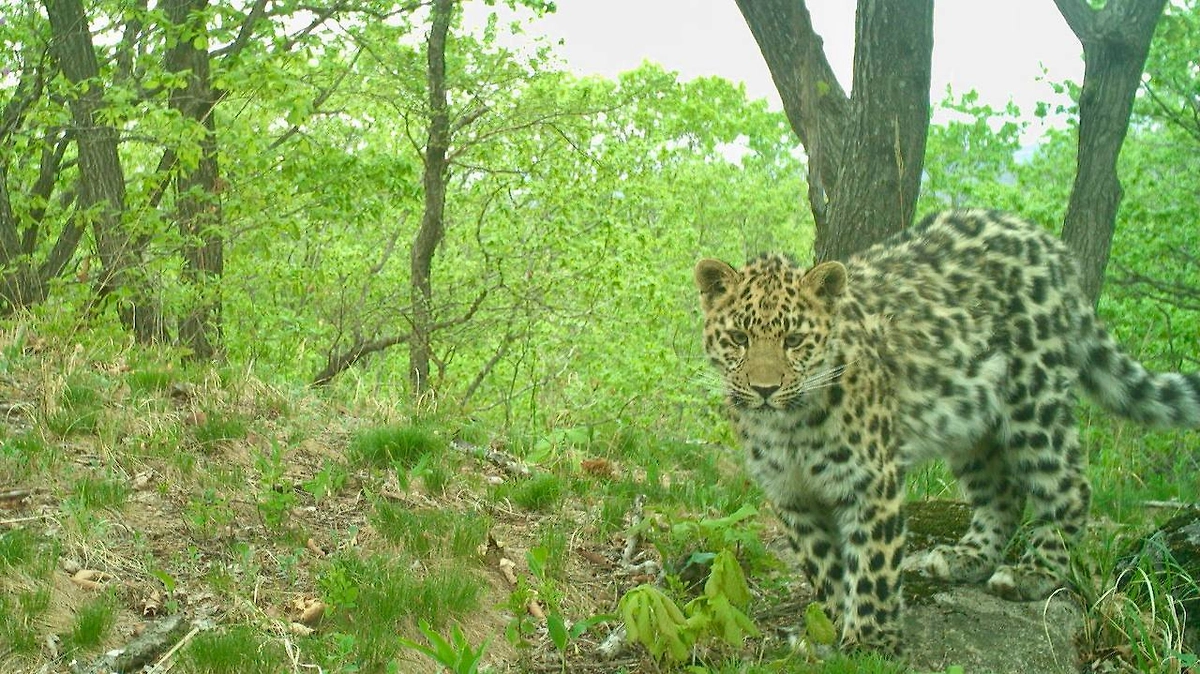 Обложка © leopard-land.ru
