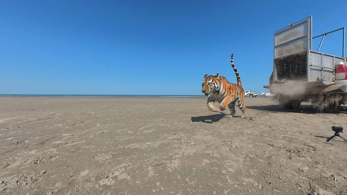 Обложка © Telegram/ Центр «Амурский тигр»
