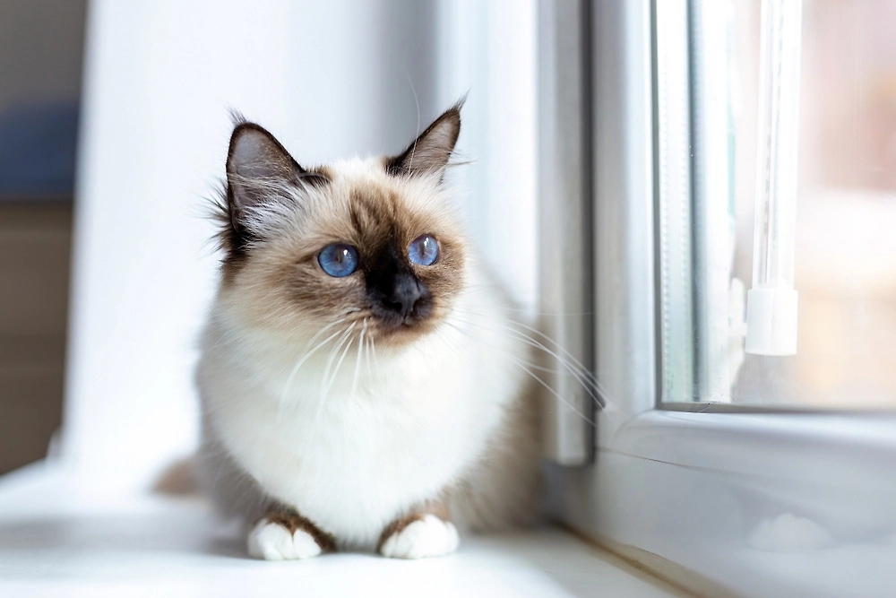 Обложка © Shutterstock / FOTODOM /Borkin Vadim