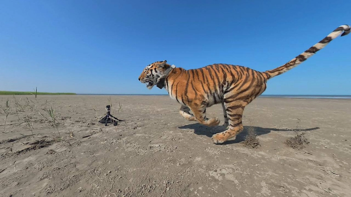 Обложка © Telegram / Центр «Амурский тигр»