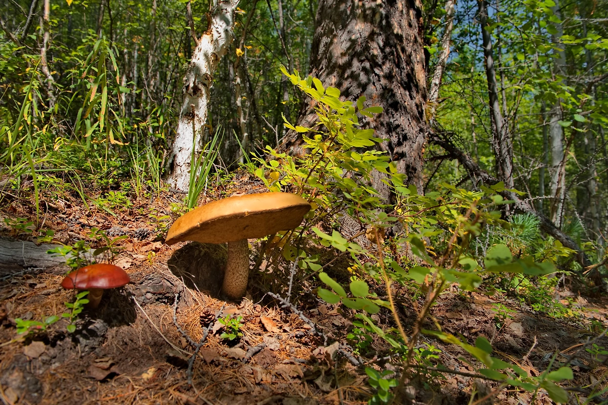 Грибы на Урале и в Сибири — где собирать, места. Обложка © Shutterstock / FOTODOM / kaikups