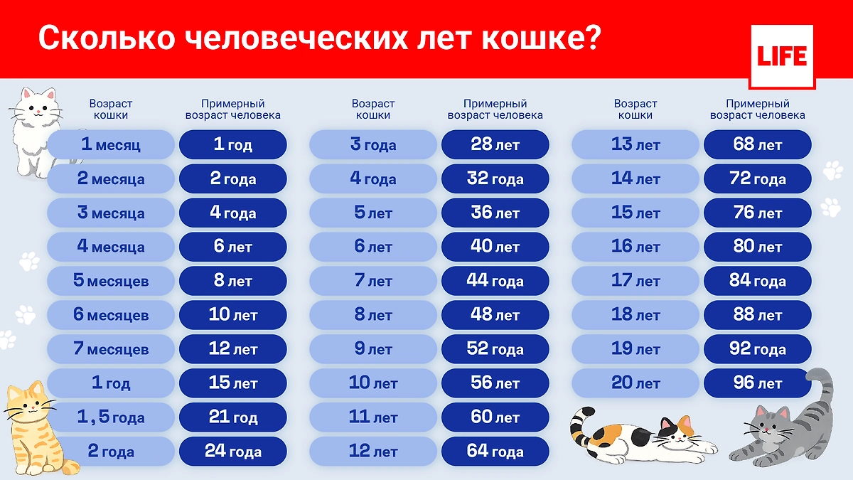 Сколько лет кошке по человеческим годам и как правильно считать возраст? Инфографика © Life.ru 