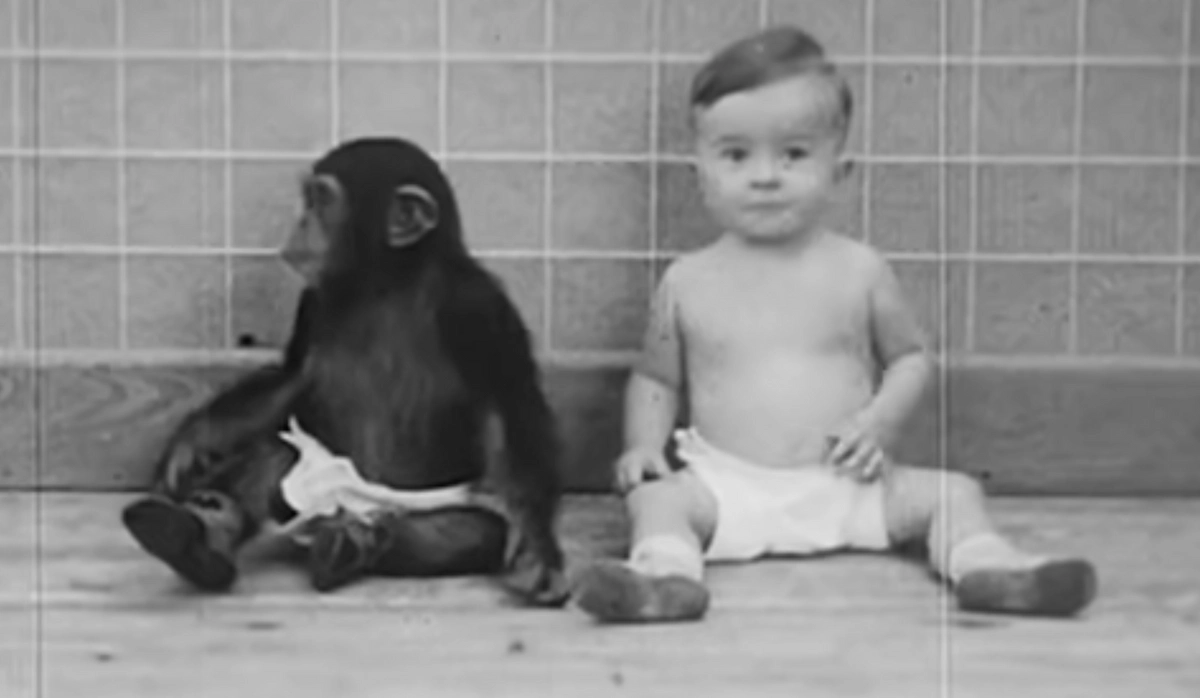 Зачем шимпанзе Гуа поселилась в доме Келлогов 26 июня 1931 года? Фото © Youtube / A/V Geeks 16mm Films 