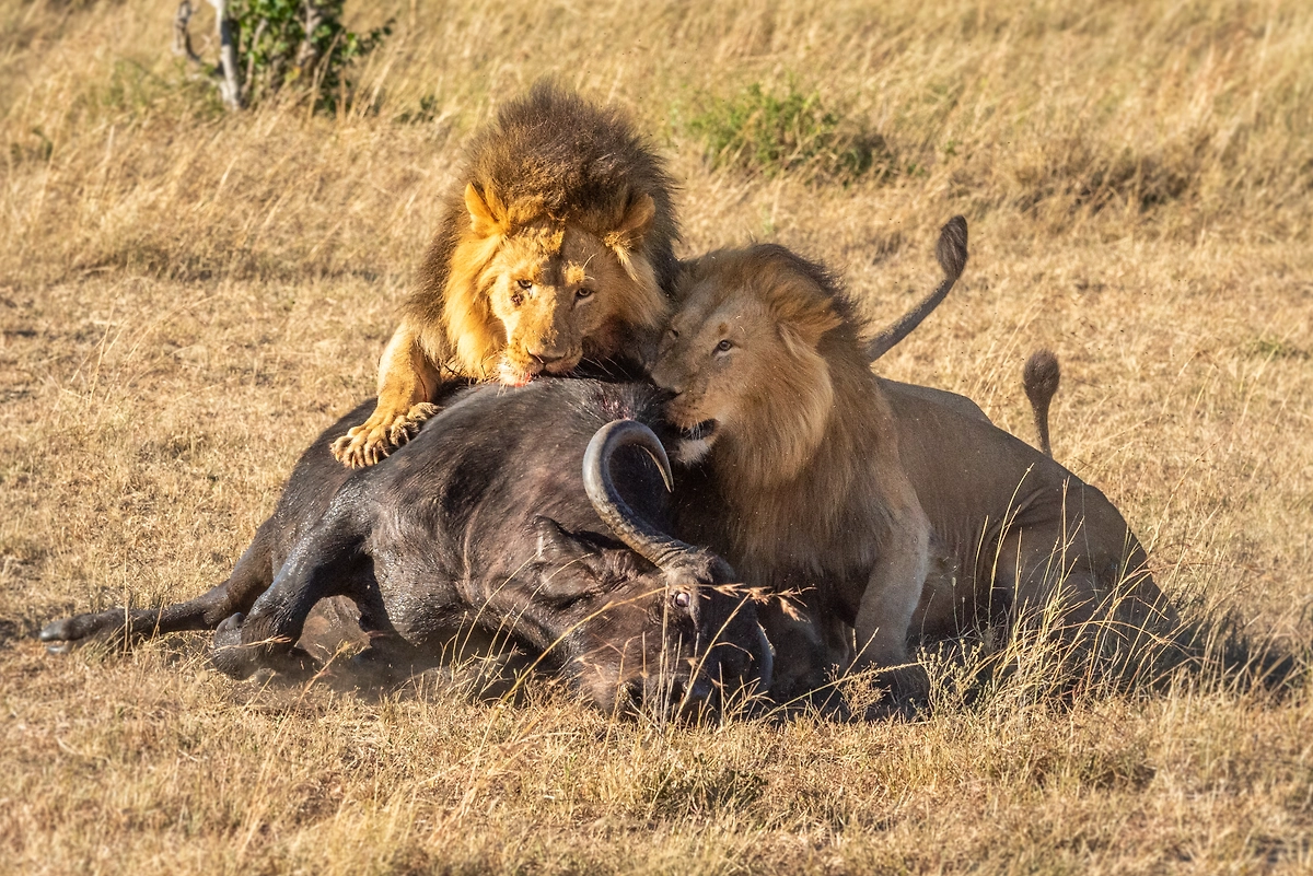 Обложка © Shutterstock / FOTODOM / Nick Dale Photo