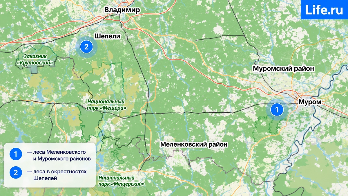 Меленковский, Муромский и Собинский районы: грибные леса в окрестностях Шепелева. © ИИ-иллюстрация: создано редакцией Life.ru с использованием ChatGPT (OpenAI)