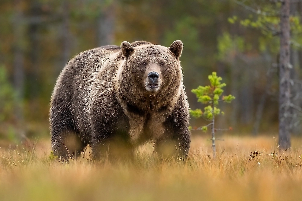 Обложка © Shutterstock / FOTODOM / Erik Mandre