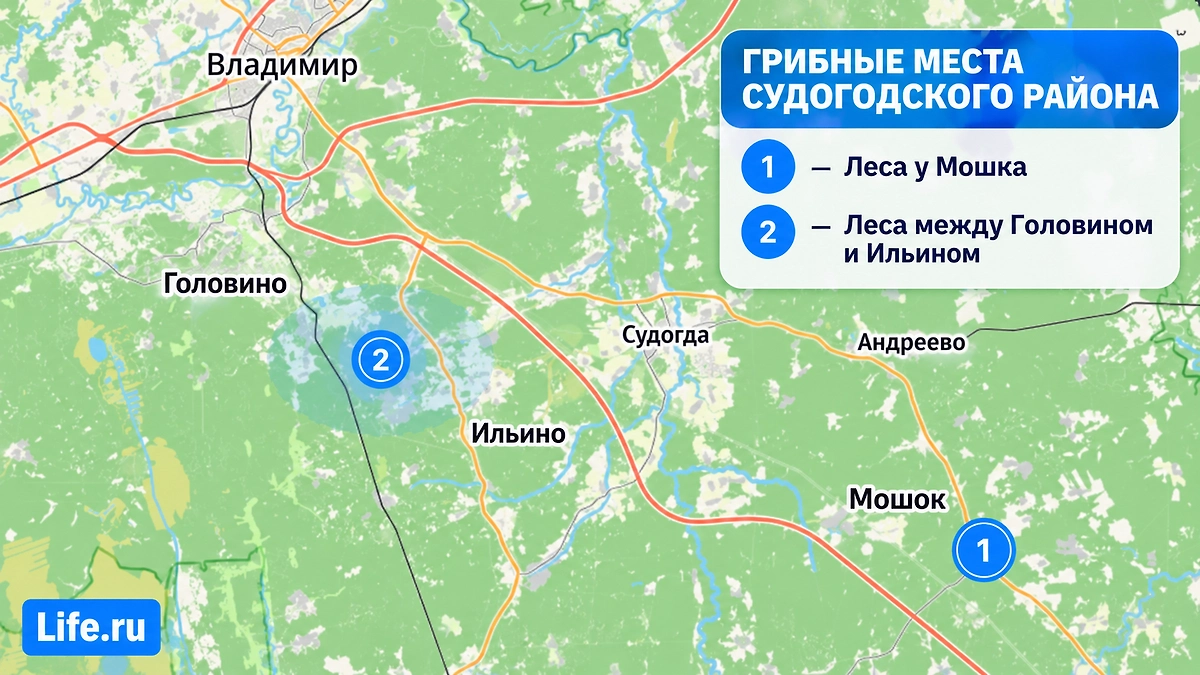 Грибные места Судогодского района: леса у Мошка, Головина и Ильина во Владимирской области. © ИИ-иллюстрация: создано редакцией Life.ru с использованием ChatGPT (OpenAI)