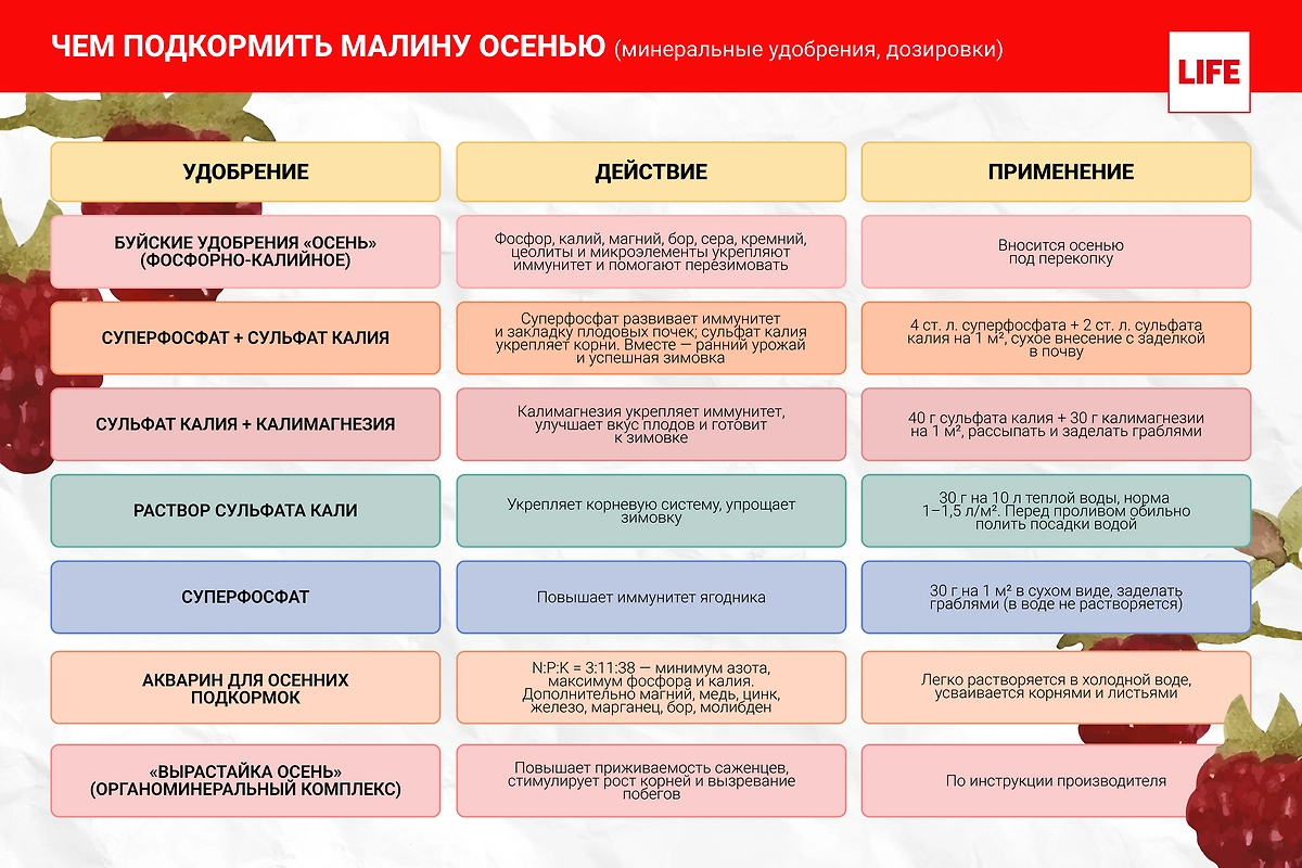 Инфографика © Life.ru 