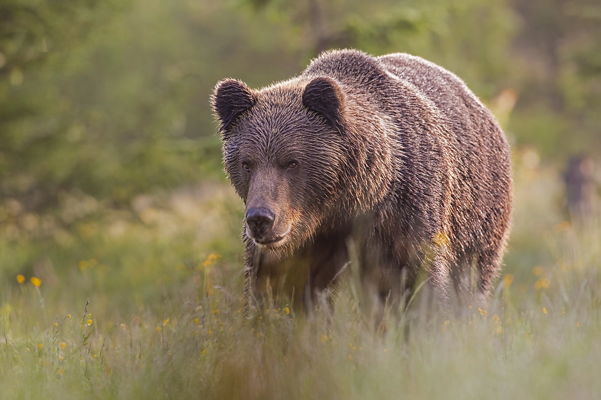 Обложка © Shutterstock / FOTODOM / WildMedia