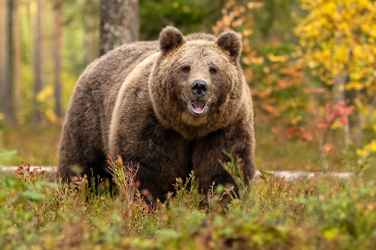 Обложка © Shutterstock / FOTODOM / Erik Mandre