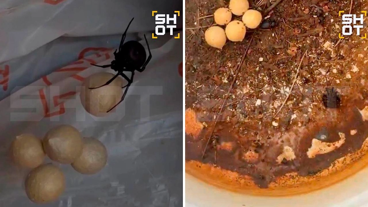 Жительница Астрахани обнаружила в гараже каракурта с коконами. Фото © Telegram / SHOT