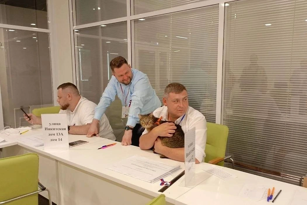 В Курске на избирательном участке №86 работает кот Тони. Фото © Telegram / Курская область