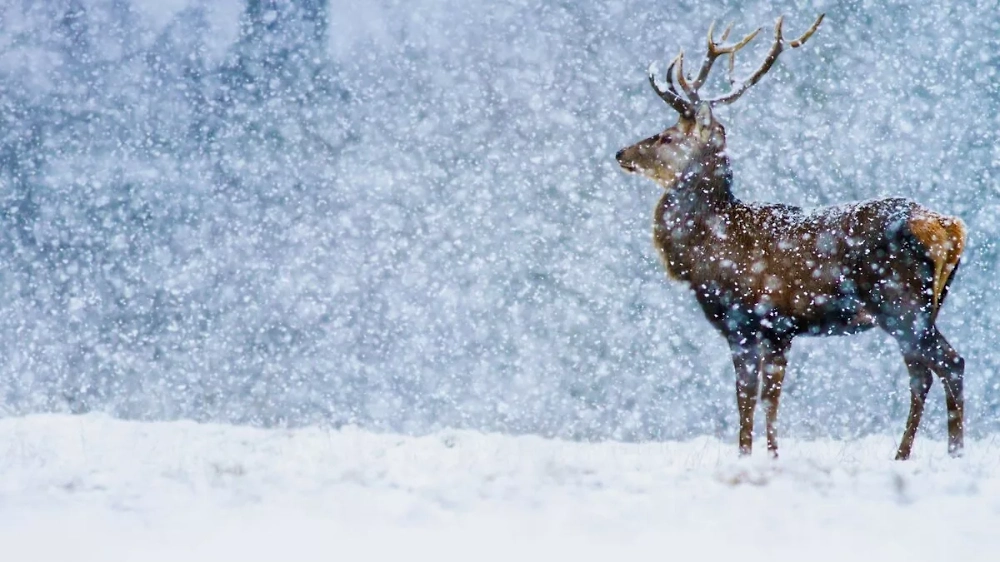 Обложка © олень