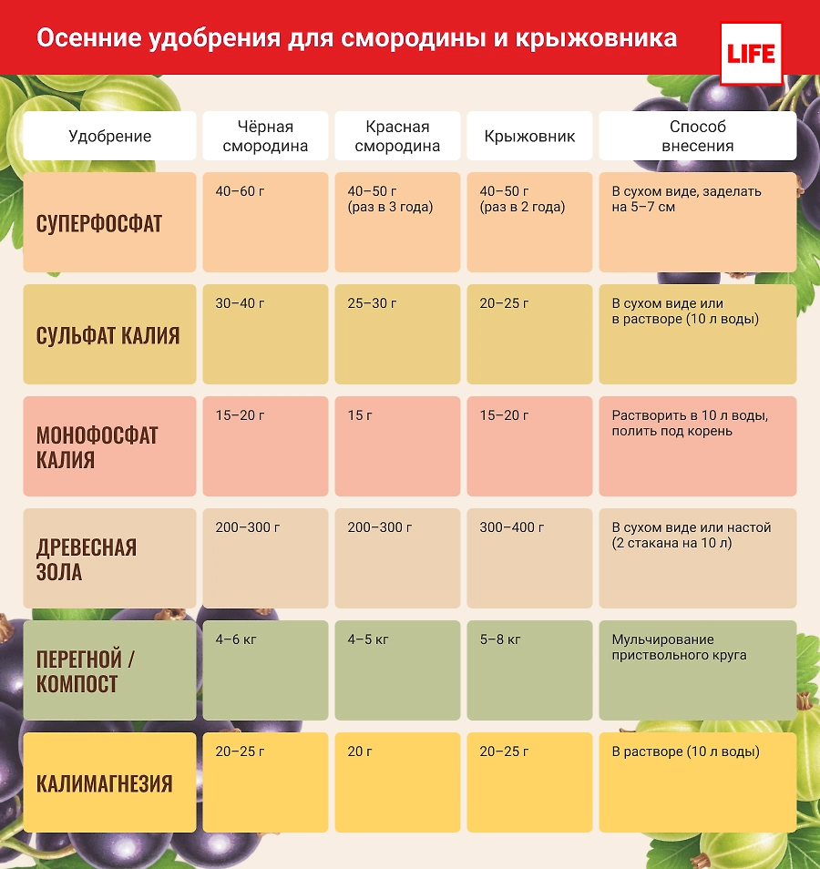 Пропорции подкормки для смородины и крыжовника. Инфографика © Life.ru 
