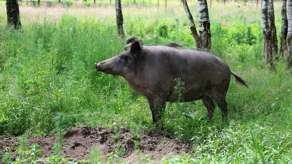 Обложка © Национальный парк «Лосиный Остров»
