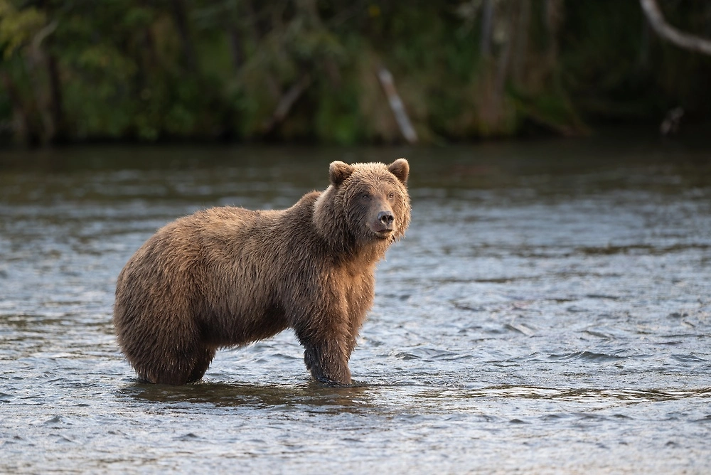 Обложка © Shutterstock.com / FOTODOM / Tony Campbell