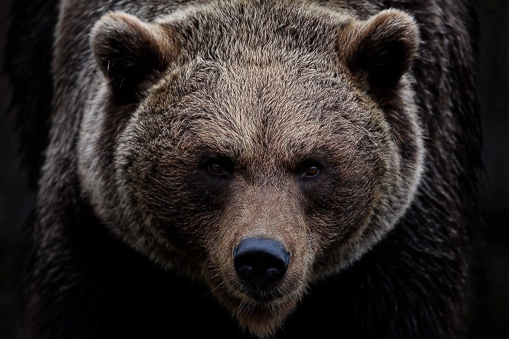 Обложка © Shutterstock / FOTODOM/ ambquinn