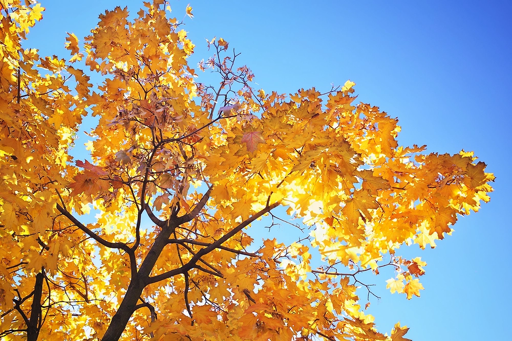 Обложка © Shutterstock / FOTODOM / ESOlex