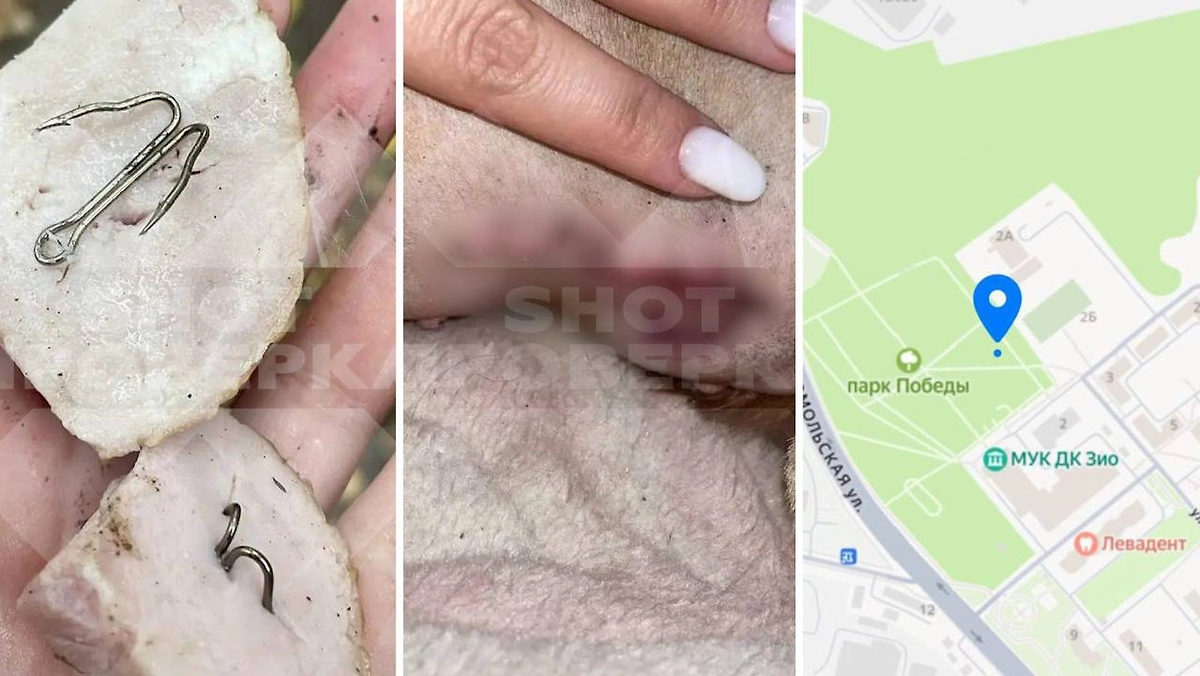 Собаку прооперировали после ветчины с крючком в парке Подольска. Фото © Telegram / SHOT ПРОВЕРКА
